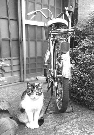 [a bicycle and a cat in tokyo]